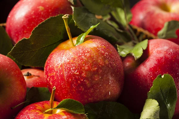 Raw Organic Red Gala Apples — Stock Photo, Image