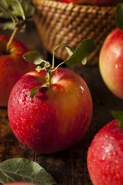 Raw Organic Red Gala Apples — Stock Photo, Image