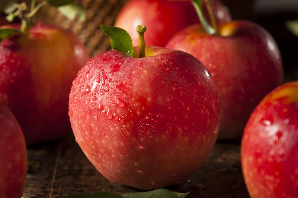 Manzanas rojas orgánicas crudas de la gala — Foto de Stock