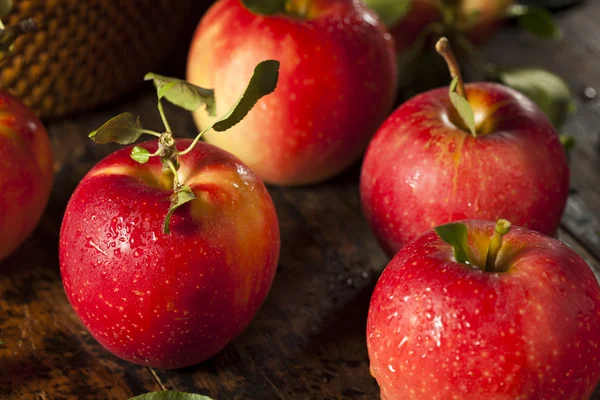 Raw Organic Red Gala Apples — Stock Photo, Image