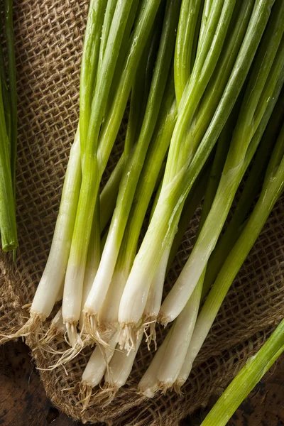 Organic Healthy Green Onion — Stock Photo, Image