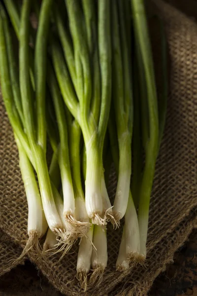 Organic Healthy Green Onion — Stock Photo, Image