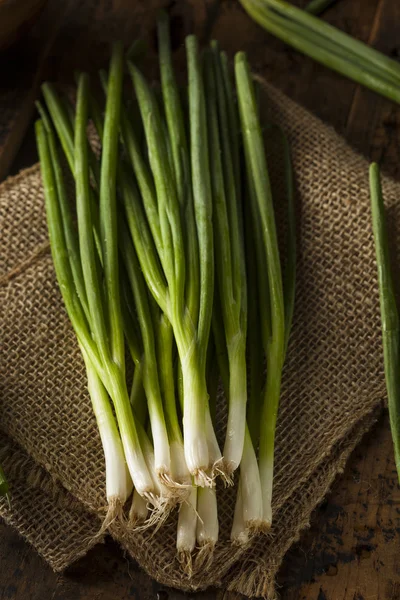 Органический здоровый зеленый лук — стоковое фото