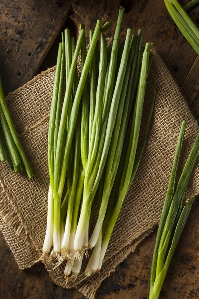 Cebolla verde orgánica saludable —  Fotos de Stock