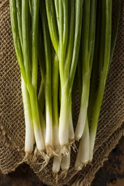 Органический здоровый зеленый лук — стоковое фото