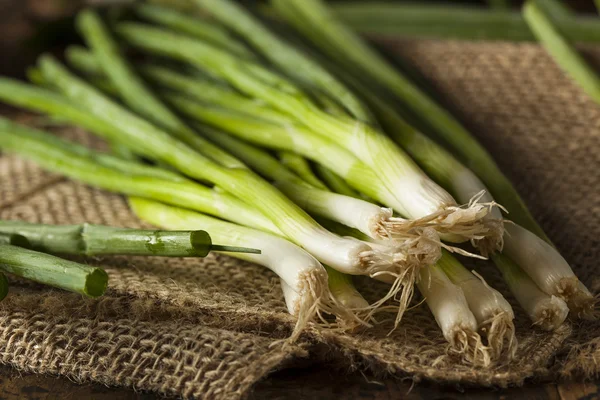 Cebolla verde orgánica saludable —  Fotos de Stock