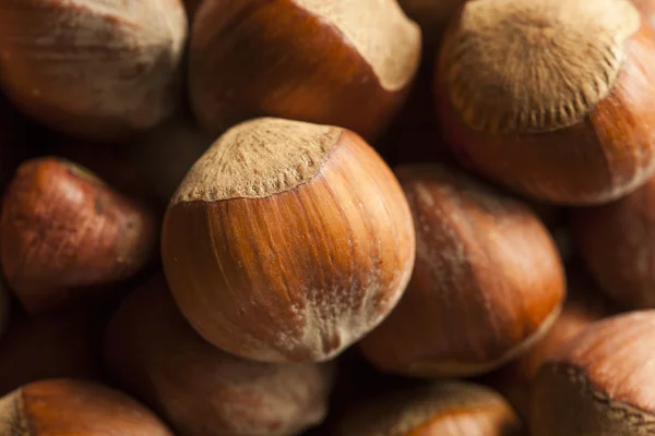 Vollrohe Bio-Haselnüsse — Stockfoto