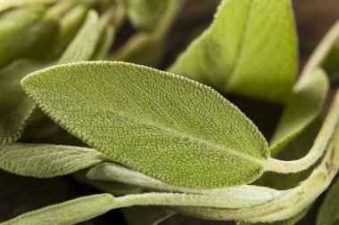 Ham yeşil organik adaçayı