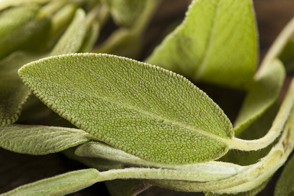 Сырой зеленый органический мудрец
