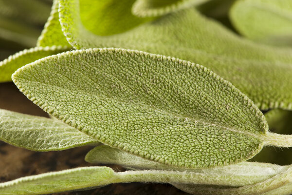 Сырой зеленый органический мудрец
