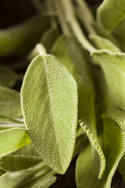 Сырой зеленый органический мудрец
