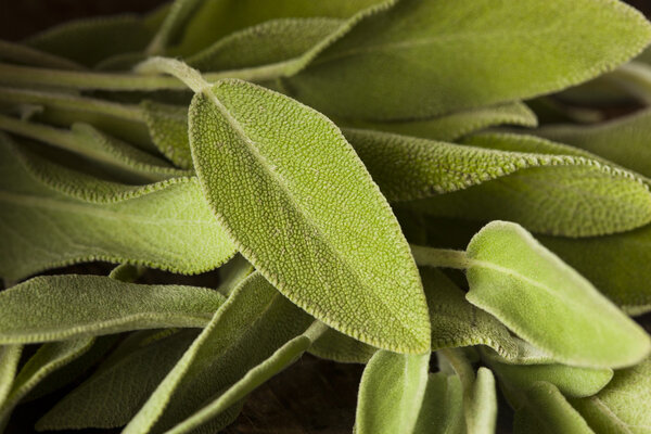 Сырой зеленый органический мудрец
