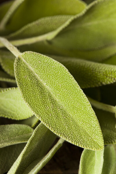 Сырой зеленый органический мудрец
