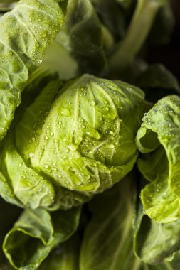 Ham yeşil organik Brussel lahanası