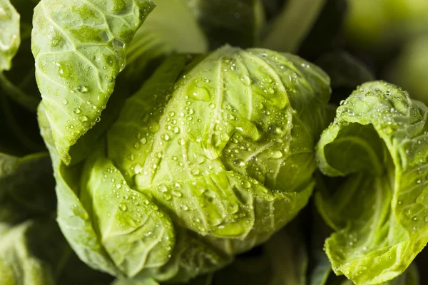 Rauwe groene organische Brussel spruiten — Stockfoto