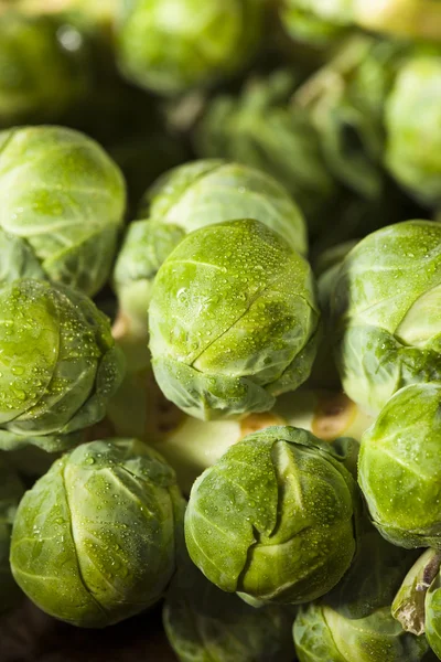 Brotes de Bruselas orgánicos verdes crudos —  Fotos de Stock