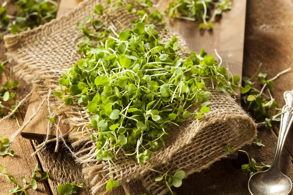 Rå grønn arugula Mikrogrønn – stockfoto