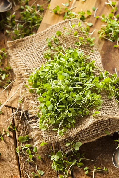 Råa gröna rucola Microgreens — Stockfoto