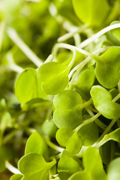 Rå grønn arugula Mikrogrønn – stockfoto