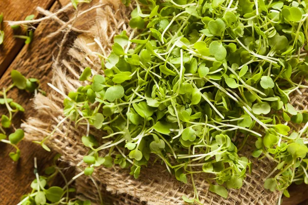 Arúgula verde cruda Microgreens — Foto de Stock