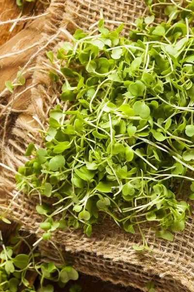 Arúgula verde cruda Microgreens —  Fotos de Stock