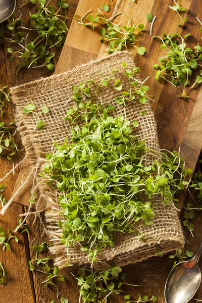 Microgreens surowe zielone rukoli — Zdjęcie stockowe