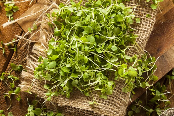 Raw Green Arugula Microgreens — Stock Photo, Image