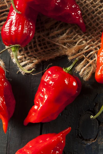 Picante Hot Bhut Jolokia Ghost Peppers — Foto de Stock