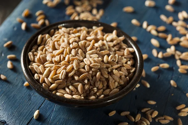 Organic Raw Farro Grain — Stock Photo, Image