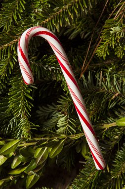 Festival naneli şekerler