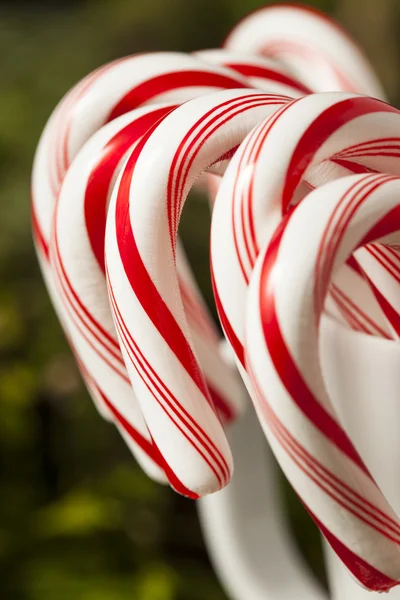 Festive Peppermint Candy Canes — Stock Photo, Image