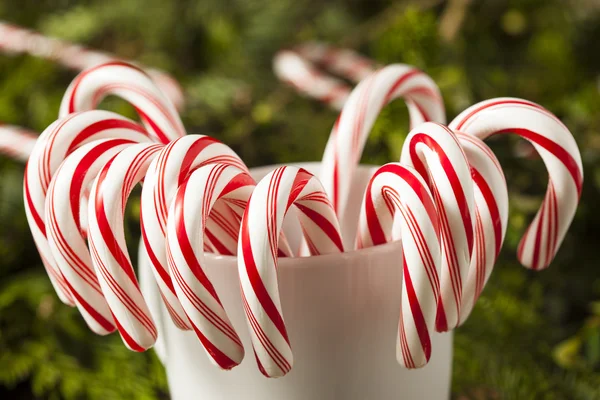 Festive Peppermint Candy Canes — Stock Photo, Image