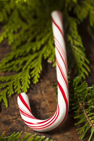 Canne da zucchero alla menta piperita festive — Foto Stock