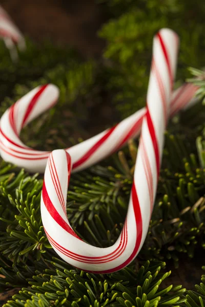 Canne da zucchero alla menta piperita festive — Foto Stock