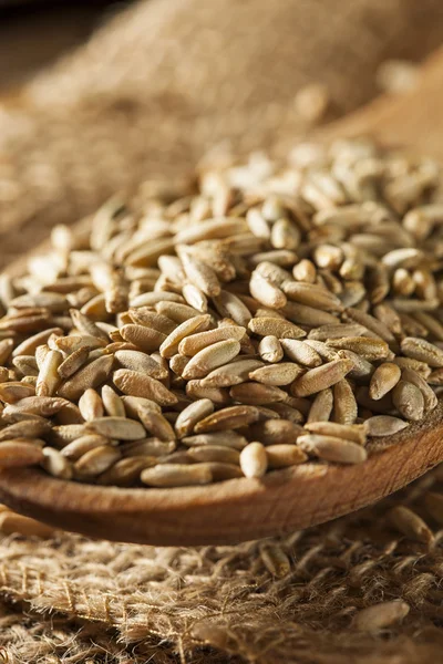 Organic Dry Raw Rye Grain — Stock Photo, Image