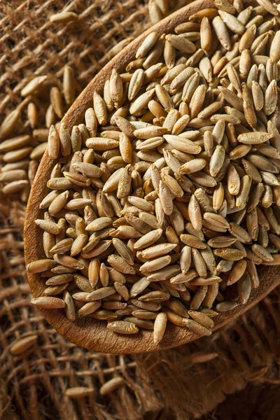 Organic Dry Raw Rye Grain — Stock Photo, Image