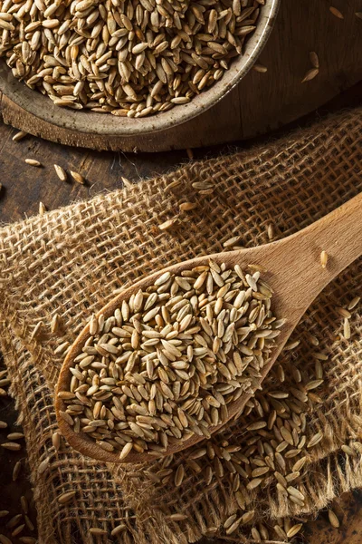 Grano de centeno crudo seco orgánico — Foto de Stock