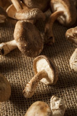 Ham organik Shitaki mantar