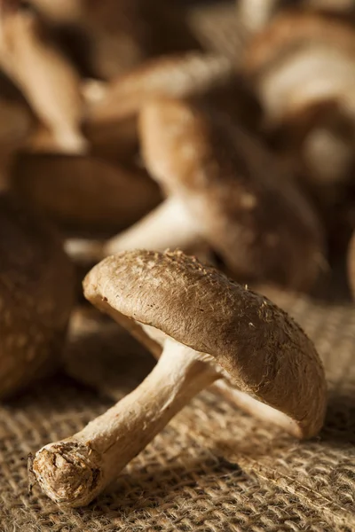 Ham organik Shitaki mantar