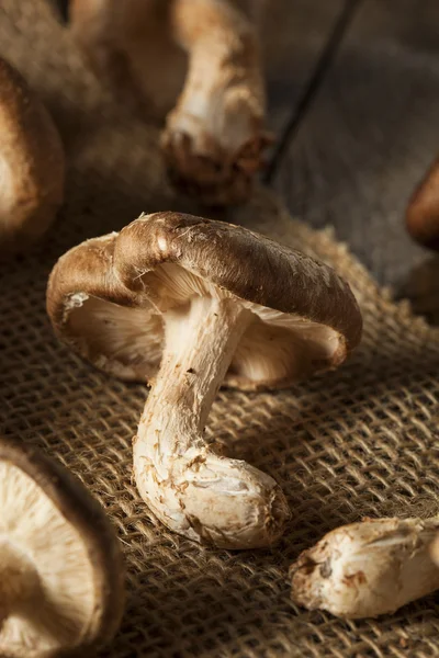 Ruwe organische Shitaki paddestoelen — Stockfoto