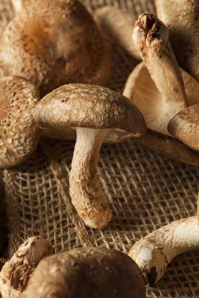 Cogumelos Shitaki orgânicos crus — Fotografia de Stock