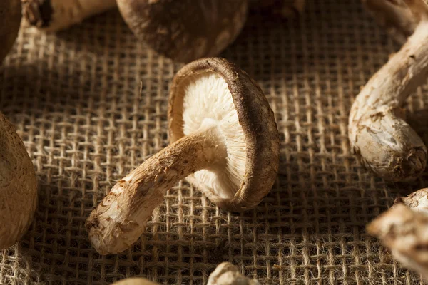 Raw Organic Shitaki Mushrooms — Stock Photo, Image