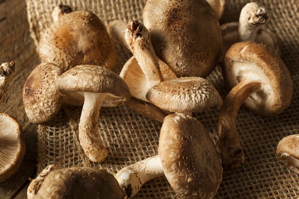 Сирі органічних Shitaki гриби — стокове фото