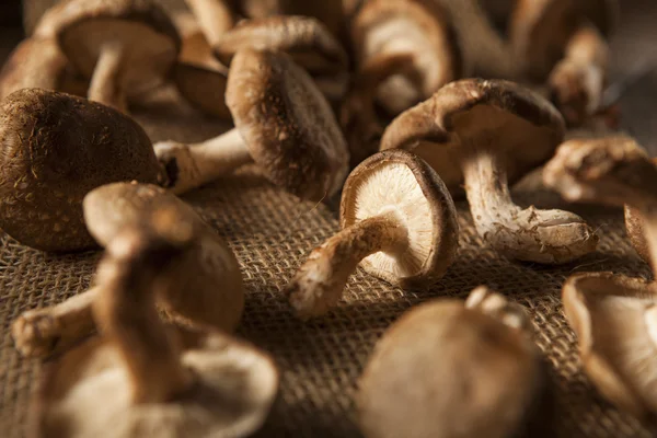 Ruwe organische Shitaki paddestoelen — Stockfoto