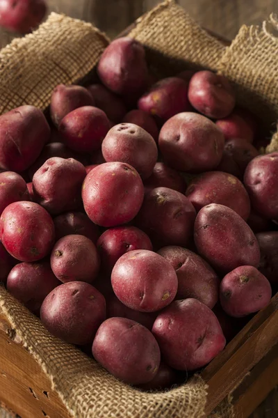Batatas vermelhas brutas biológicas — Fotografia de Stock