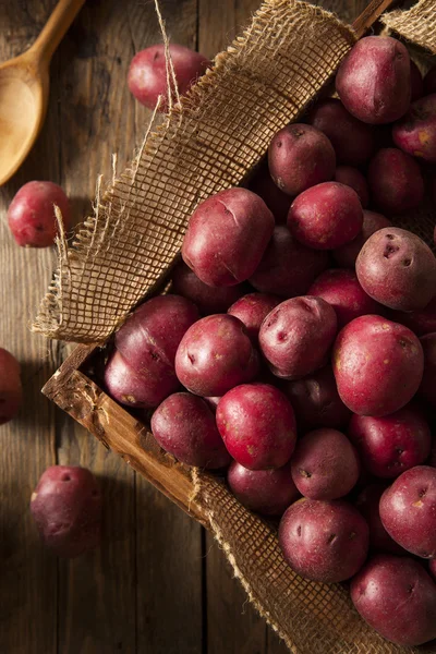 Pommes de terre rouges crues biologiques — Photo