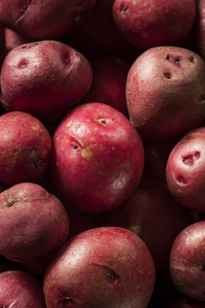 Βιολογικών πρώτων κόκκινο πατάτες — Φωτογραφία Αρχείου