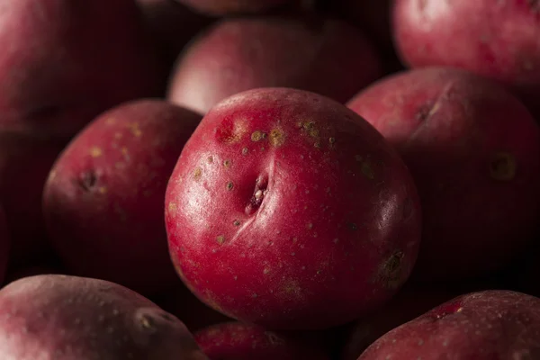 Органічна сира червона картопля — стокове фото