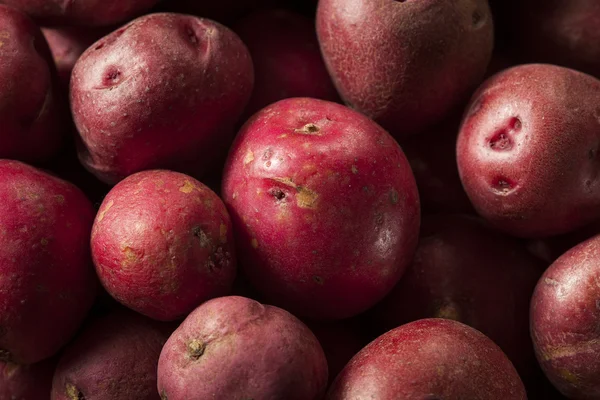 Patatas rojas crudas orgánicas — Foto de Stock