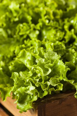Taze sağlıklı organik yeşil yaprak marul